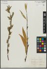 Foto von Salix acutifolia Willd.